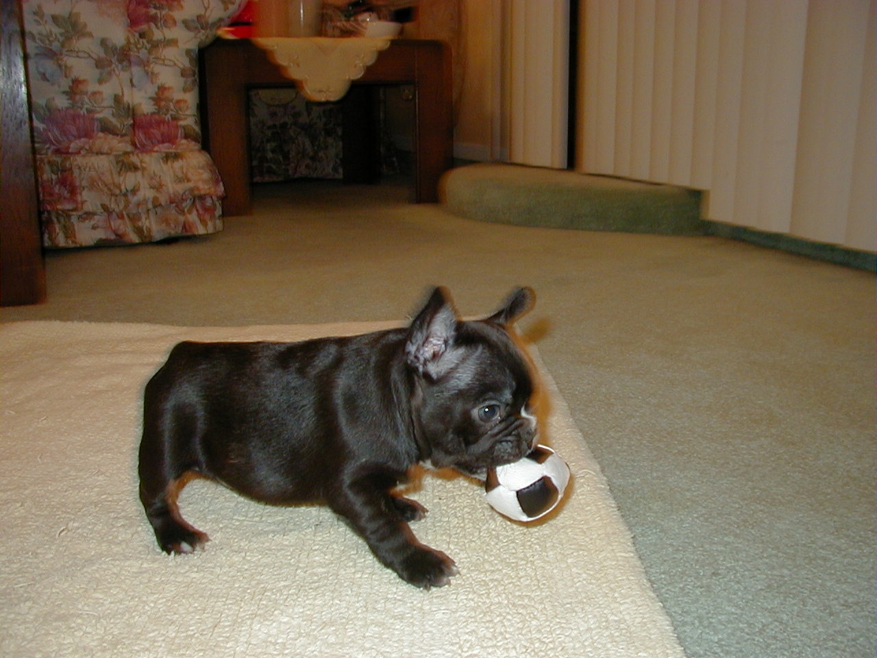 puppy2.jpg
