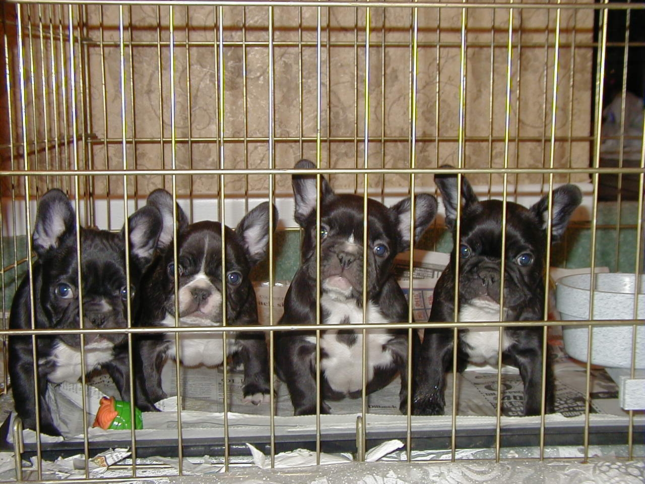 puppyjail.jpg